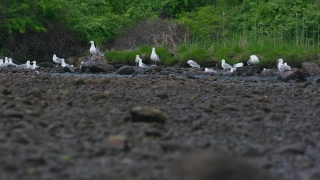 Free Flower Stock Footage, Seabird, Aquatic Bird, Bird, Albatross, Landscape