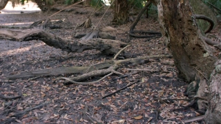 Free Fog Stock Footage, Diamondback, Rattlesnake, Tree, Snake, Pit Viper