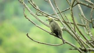 Free Footage Firm, Bird, Dove, Wildlife, Feather, Beak