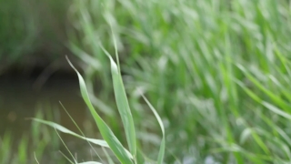 Free Footage, Grass, Plant, Field, Spring, Lawn