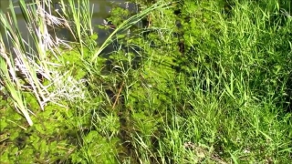 Free Footage Photo, Herb, Plant, Vascular Plant, Fennel, Grass