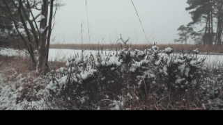 Free Footage Stock, Snow, Weather, Sky, Landscape, Tree