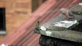 Free Footage Video Background, Fastener, Tile Roof, Roof, Restraint, Protective Covering