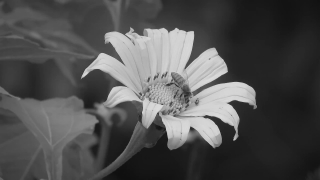 Free Footage Video No Copyright, Daisy, Flower, Petal, Plant, Blossom