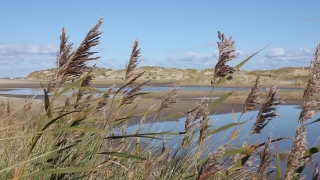 Free Footages, Reed, Herb, Wheat, Field, Plant