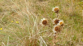 Free Free 4k Stock Video, Common Teasel,  Herb,  Teasel,  Plant,  Vascular Plant, Fower