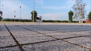 Free Full Moon Stock Footage, Dog, Summer, Road, Landscape, Grass