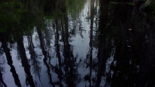 Free Full Screen Video Background, Swamp, Wetland, Land, Forest, Tree