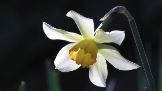 Free Fx Stock Footage, Flower, Plant, Narcissus, Vascular Plant, White