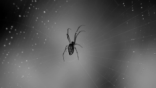 Free Get Stock Videos For, Spider, Arachnid, Barn Spider, Arthropod, Web