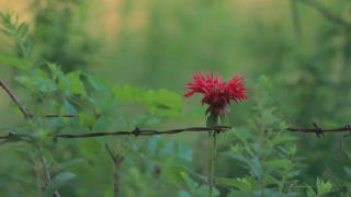 Free Getty Images Stock Video, Bee Balm, Herb, Vascular Plant, Plant, Flower