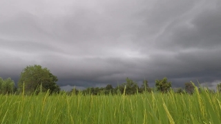 Free Getty Stock Video, Wheat, Rice, Field, Grain, Rural