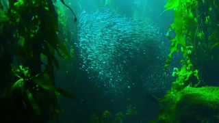 Free Glass Breaking Stock Footage, Underwater, Fish, Reef, Sea, Coral