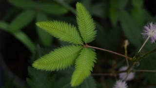 Free Glitter Stock Video, Plant, Tree, Fern, Vascular Plant, Woody Plant