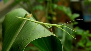 Free Graduation Stock Footage, Walking Stick, Insect, Arthropod, Plant, Leaf