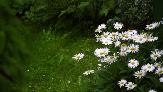 Free Green Background Video No Copyright, Chamomile, Daisy, Flower, Herb, Plant