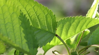 Free Green Screen Effect No Copyright, Plant, Tree, Leaf, Vascular Plant, Leaves