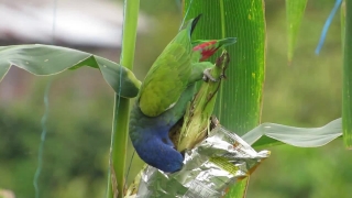 Free Green Screen No Copyright Youtube, Bird, Aquatic Bird, Parrot, Plant, Macaw