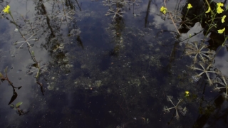 Free Green Screen Rain Video Download, Water, Texture, Aquatic, Pattern, Surface