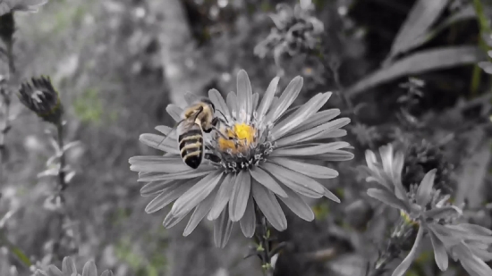 Free Green Screen Stock Footage, Daisy, Flower, Aster, Blossom, Plant