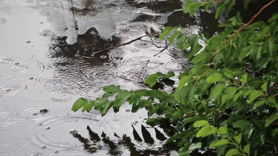 Free Green Screen Stock Footage, Water, River, Lake, Swamp, Channel