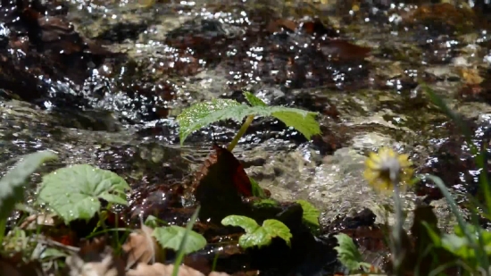 Free Green Screen Video Backgrounds, Mollusk, Invertebrate, Water, River, Aquatic