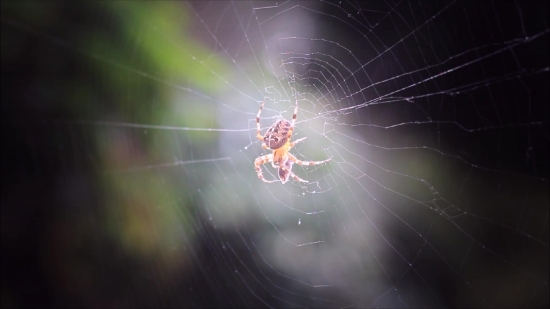 Free Green Screen Video Backgrounds, Spider Web, Web, Trap, Cobweb, Spider