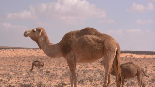 Free Green Screen Video Without Copyright, Camel, Ungulate, Mammal, Desert, Wild