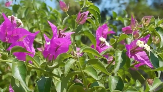 Free Green Stock Video, Flower, Petunia, Plant, Vascular Plant, Angiosperm