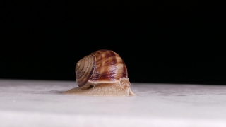 Free Grocery Store Stock Footage, Gastropod, Mollusk, Snail, Invertebrate, Conch