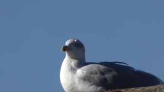 Free Hd Background Loop, Gull, Coastal Diving Bird, Seabird, Bird, Wildlife