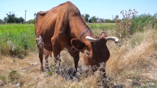 Free Hd Background Videos, Cattle, Cow, Bull, Ranch, Beef