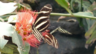 Free Hd Loops, Butterfly, Admiral, Insect, Flower, Plant