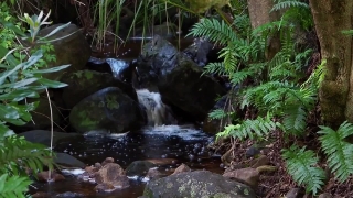 Free Hd Stock Video, Forest, River, Stream, Water, Waterfall