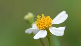 Free Hd Video Background Loops, Herb, Plant, Vascular Plant, Flower, Daisy