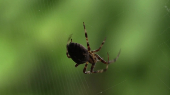 Free Hd Video Backgrounds 1080p, Garden Spider, Spider, Arachnid, Arthropod, Insect