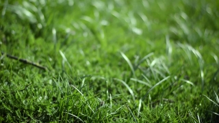 Free Hd Video Backgrounds, Grass, Plant, Herb, Field, Lawn