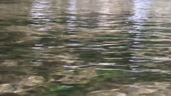 Free Hd Video Loops, Water Snake, Snake, Water, Lake, Beaver