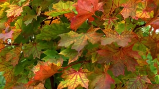 Free Hd Video No Copyright, Maple, Autumn, Leaves, Fall, Leaf