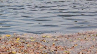 Free Hd Video, Water, Ocean, Sea, Wave, Water Snake