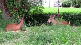 Free Heart Stock Footage, Mammal, Buck, Placental, Wildlife, Deer