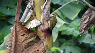 Free Helicopter Stock Footage, Bird, Woodpecker, Tree, Wildlife, Animal