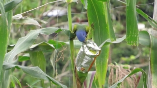 Free High Quality Videos, Indigo Bunting, Bird, Plant, Bunting, Wildlife