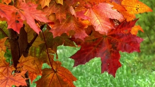 Free Hockey Stock Footage, Maple, Autumn, Leaves, Fall, Leaf