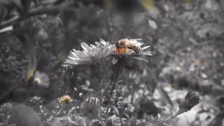 Free Home Video Stock Footage, Flower, Plant, Vascular Plant, Insect, Daisy