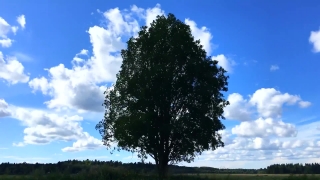 Free Hotel Stock Footage, Tree, Woody Plant, Sky, Landscape, Vascular Plant