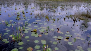 Free Hurricane Stock Video, Aquatic, Water, Lake, Pond, Reflection