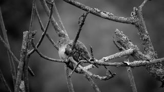 Free Ink Stock Footage, Tree, Branch, Bird, Wildlife, Sky