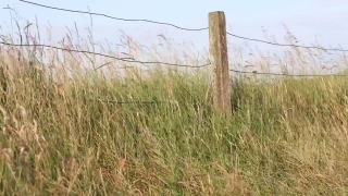 Free Intro Loops, Tree, Field, Landscape, Plain, Steppe