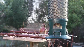 Free Intro No Copyright Download, Bird Feeder, Device, Bird, Finch, House Finch